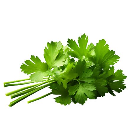 Parsley Isolated On Transparent Background 27291630 Png