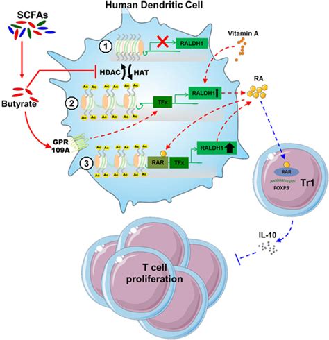 Frontiers Butyrate Conditions Human Dendritic Cells To Prime Type 1