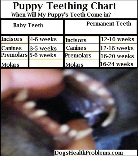 Printable Puppy Teeth Chart