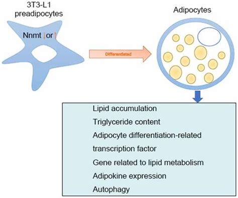 Full Article Effect Of Nicotinamide N Methyltransferase On Lipid