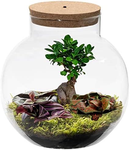 Vdvelde Ecoworld Bonsai Pflanzen Im Glas Mit Licht Mini Bonsai