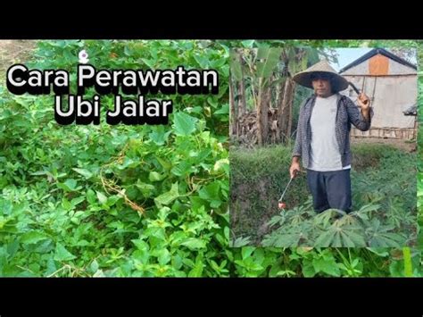 Ternyata Begini Cara Perawatan Ubi Jalar Biar Hasil Panennya