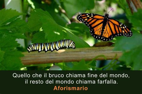 Frasi E Citazioni Sul Bruco E La Farfalla Aforismario