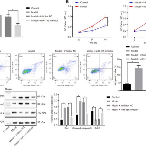 Effects Of MiR 155 Inhibition On Cardiomyocyte Apoptosis A