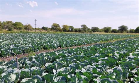 Govt Urged To Incentivise Young Farmers Business The Namibian