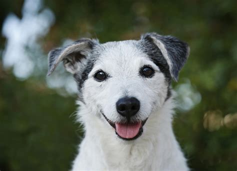 Quelles Races De Chiens Vivent Le Plus Longtemps Le Top