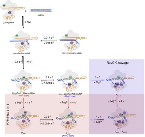 A Complete Kinetic Framework For Crispr Cas9 Activity Download Scientific Diagram