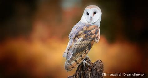 Get To Know The Birds Of Turkey 117 Barn Owl Dreamstime