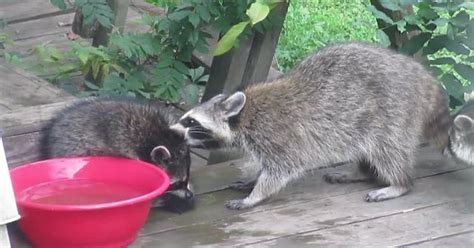 Baby Raccoon Receives 'Spring Cleaning' From His Mother - We Love All ...