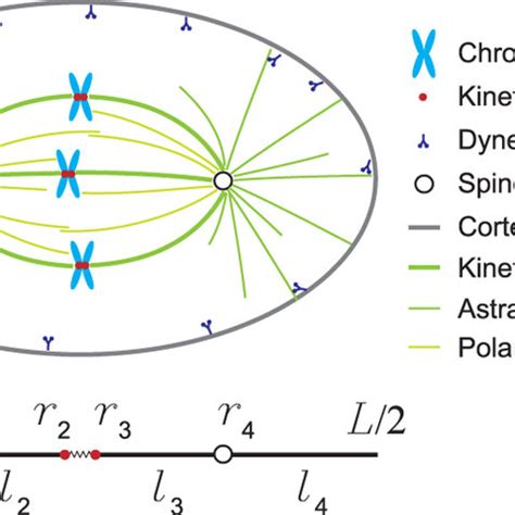 Cell size influences the positioning of spindles. (a) The positioning ... 