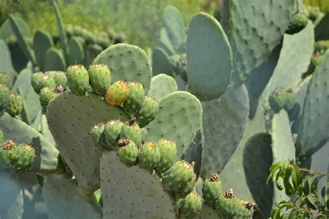 ¿qué Es El Nopal Características Datos Curiosos Y Más