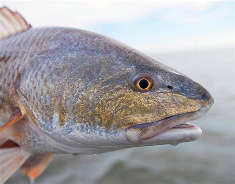 Redfish Tips And Techniques For Inshore Fishing