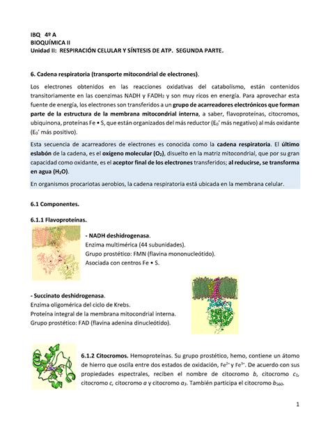 Respiraci N Celular Y S Ntesis De Atp Ibq A Bioqu Mica Ii