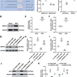 MiR 23b 3p Targeted BNIP3L And ShBNIP3L Upregulated The Levels Of