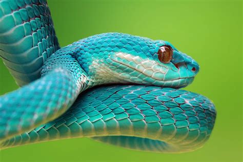 Sonhar Cobra Azul Desvende Todos Os Significados