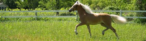 Breed Info American Haflinger Registry