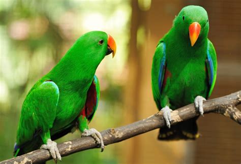 Eclectus Parrot Aviculture Hub