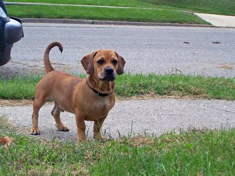 Daug Dog Breed Everything About Pug Dachshund Mixes