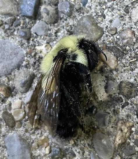 Brown Belted Bumble Bee Bombus Griseocollis Bugguidenet