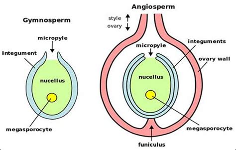 10 Perbedaan Siklus Hidup Angiospermae Dan Gymnospermae Materi Kimia