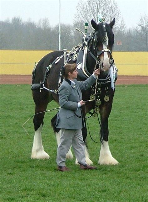 a woman standing next to a black and white horse on a lush green grass ...