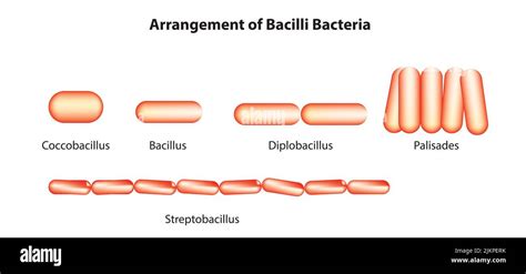 Bacillus licheniformis hi-res stock photography and images - Alamy