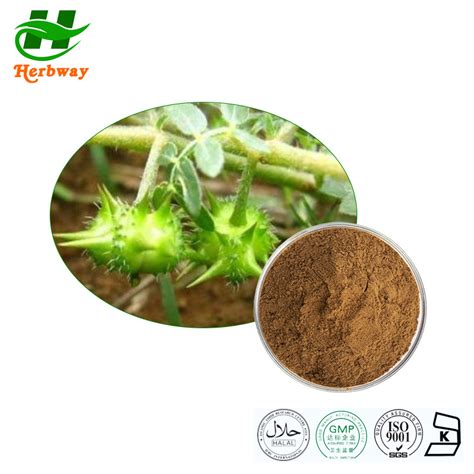 Herbway 100 Natural Tribulus Terrestris Extract 95 Saponins Powder Herbal Extract And Herb