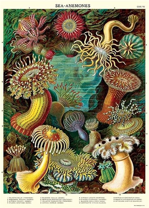 Amazon Cavallini Decorative Wrap Poster Sea Anemones X