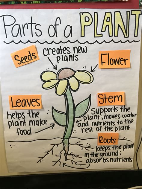 Parts Of A Tree Anchor Chart