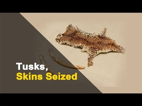 Leopard Skins And Elephant Tusks Seized In Odisha Wildlife Smugglers