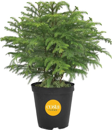 Costa Farms Live Christmas Tree Small Norfolk Island Pine Christmas Tree In Modern