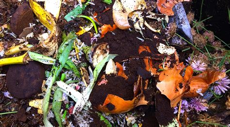 Composting Continues Rose Rambles