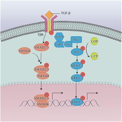 Frontiers Emt Mediated Acquired Egfr Tki Resistance In Nsclc