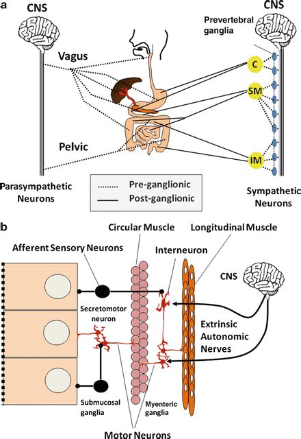 Gastrointestinal Motility Abdominal Key