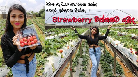 Strawberry Picking Strawberry Strawberry Farm In Nuwara