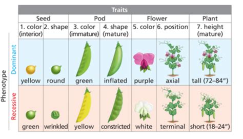 Evolution Genetic Change Flashcards Quizlet