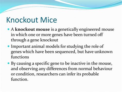 Ppt Transgenic And Knockout Mice Powerpoint Presentation Free