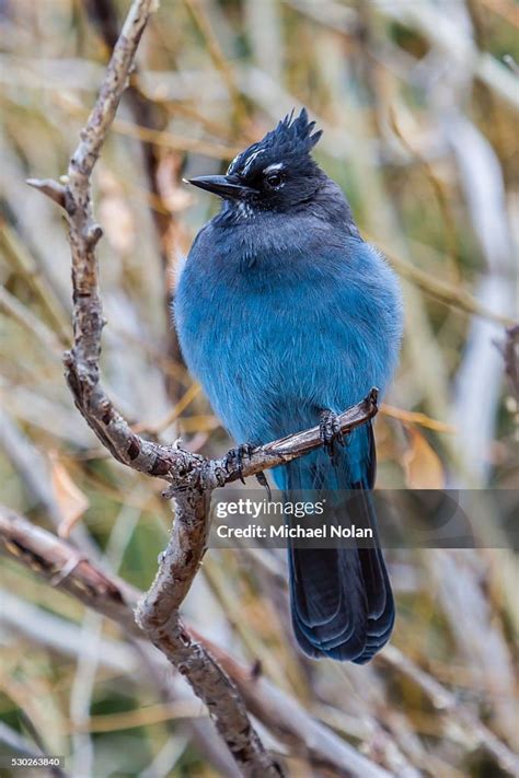 An Adult Stellers Jay In Rocky Mountain National Park Colorado United