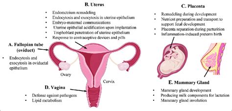 Summar Y Of Known Or Suggested Functions Of Lysosomes In The Female