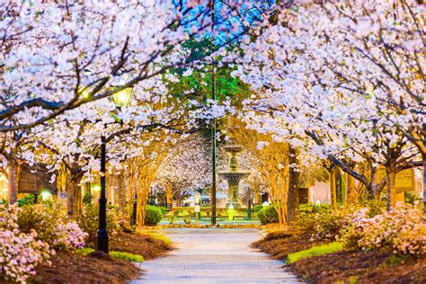 The Festival Cherry Blossom Festival