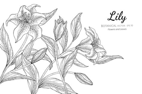 Premium Vector Lily Flower And Leaf In Hand Drawn Botanical Illustration