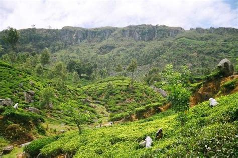 Populaire Rondreis Sri Lanka Veel Geboekte Reizen Singha Reizen