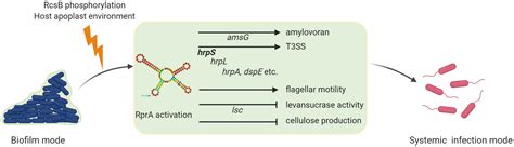 Orchestration Of Virulence Factor Expression And Modulation Of Biofilm