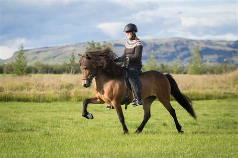 The five gaits of the Icelandic horse