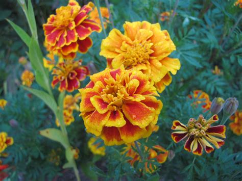 French Marigold George Washingtons Mount Vernon