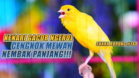 SUARA BURUNG 144 Kenari GACOR PANJANG INI Cocok Untuk Masteran KENARI