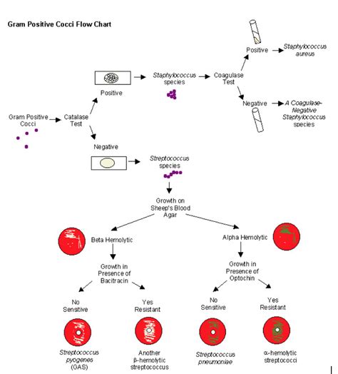 Gram Positive Cocci Diagram Quizlet