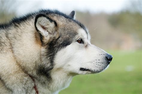 Are Huskies Obedient Dogs