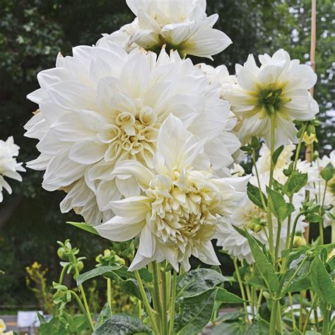 Dahlia White Perfection White Flower Farm