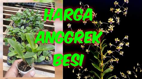 Harga Anggrek Besi Dendrobium Violaceoflavens Papua Youtube